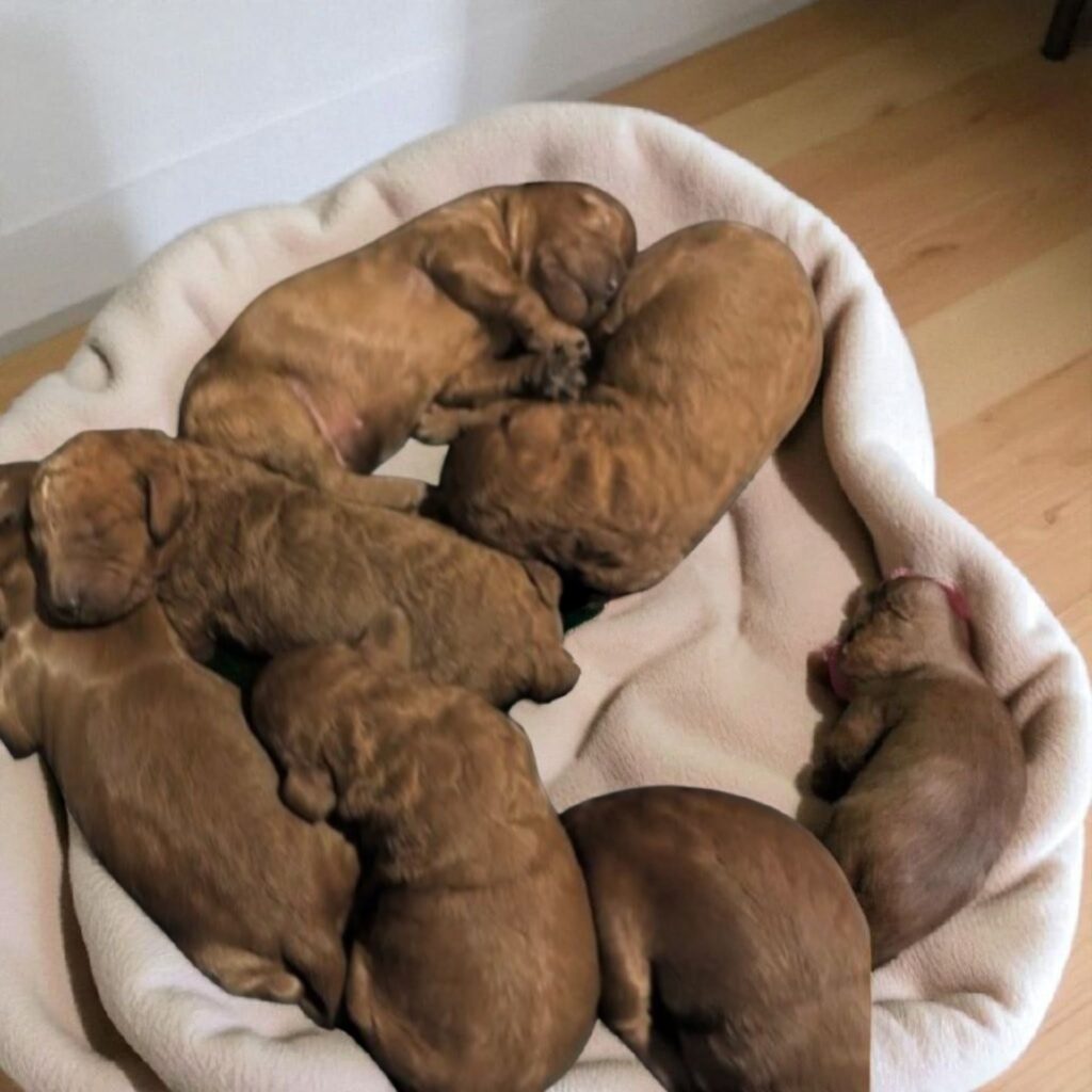 Michigan Doodles — Mini Goldendoodle breeder