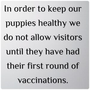 Goldendoodle puppy from Michigan Doodles