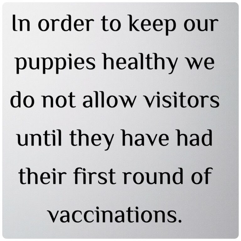 goldendoodle puppies notice