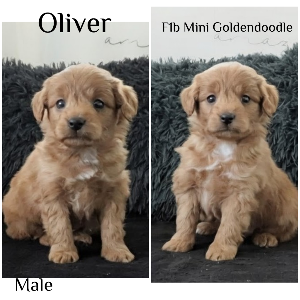 Oliver1