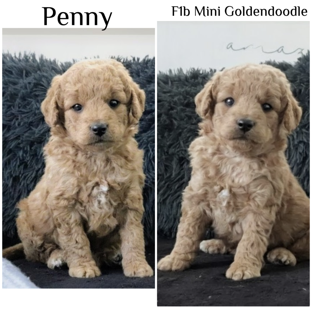 Penny