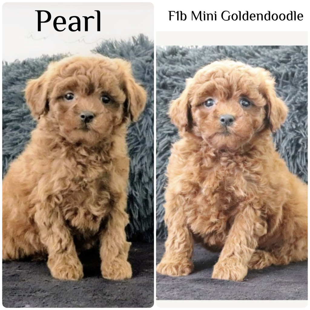 pearln