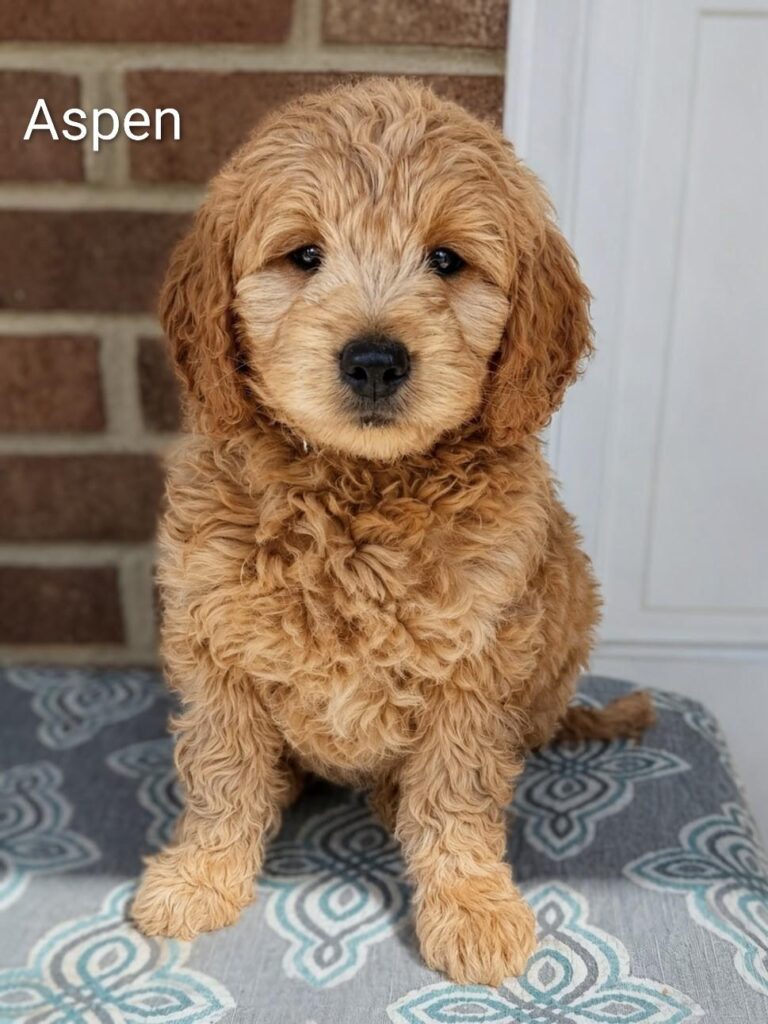 aspen