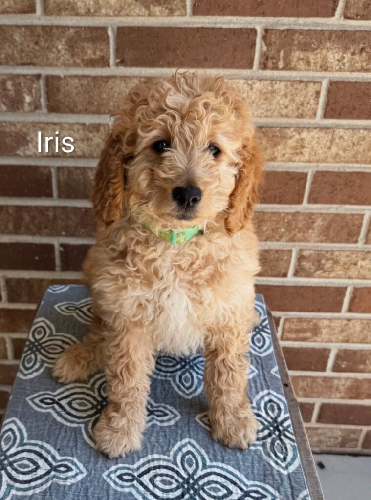 iris
