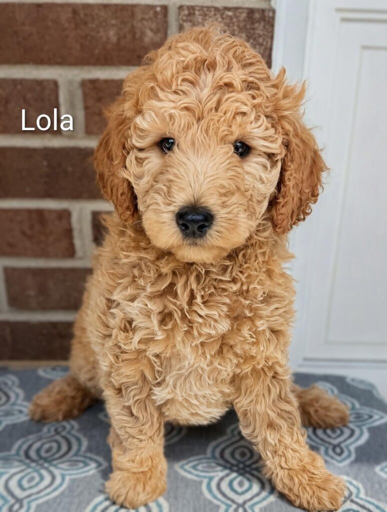 lola
