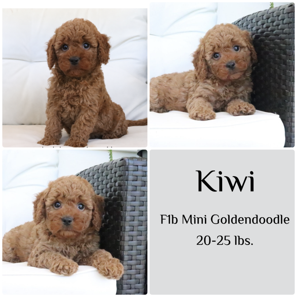 kiwi