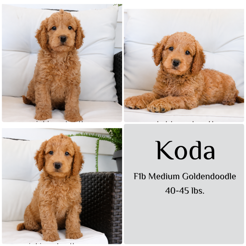 koda
