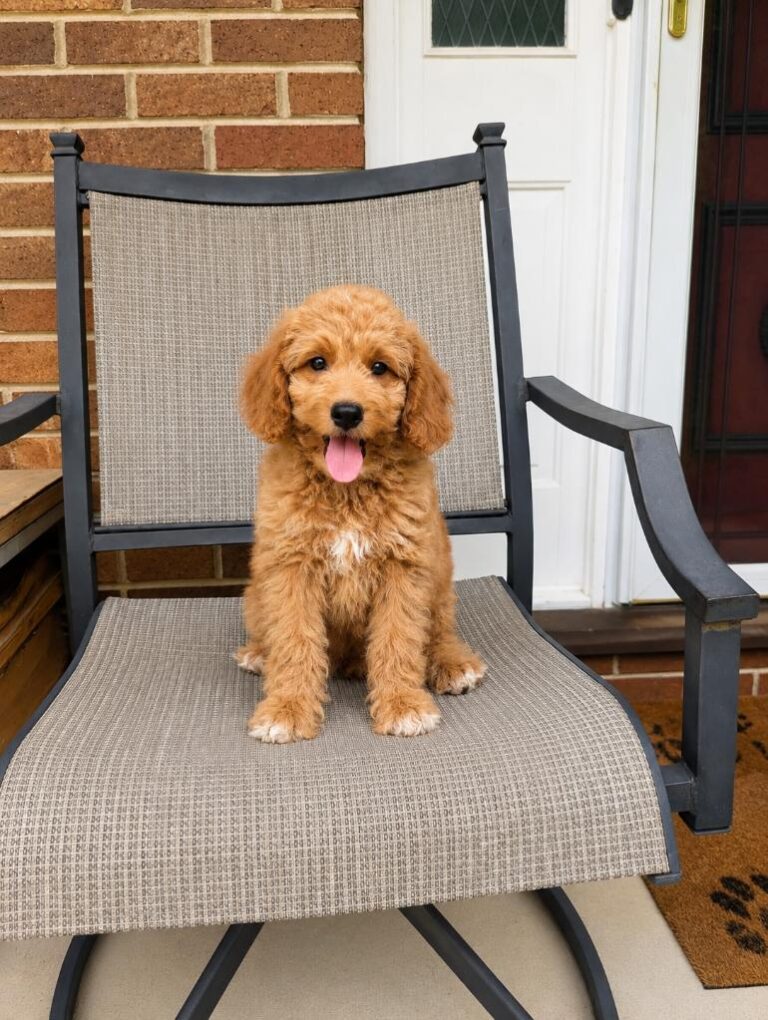 bo