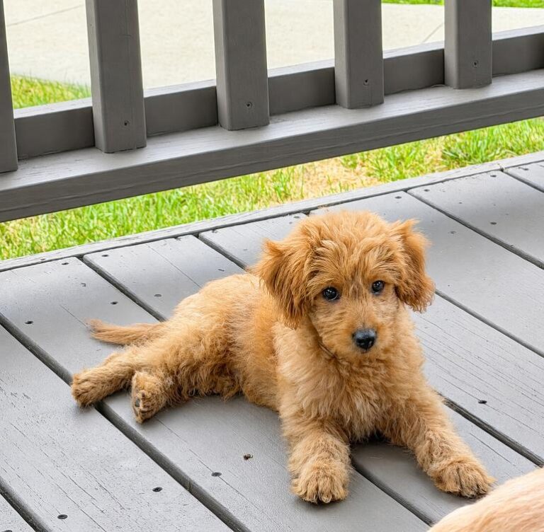 Past Puppies & Families 20 Buddy, an F1b mini Goldendoodle placed with his family