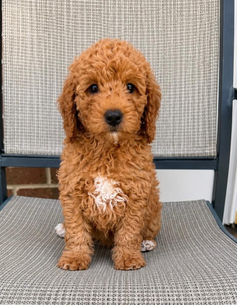 gracie3