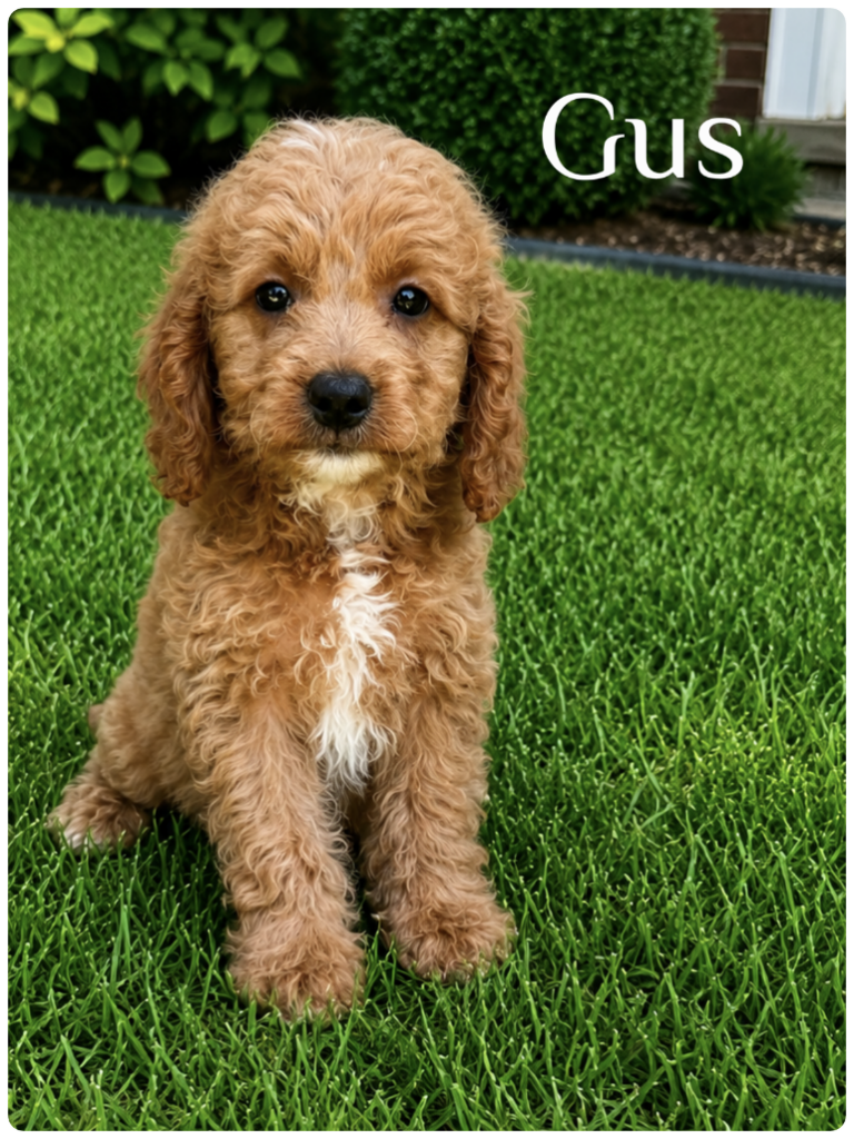 Gus is a f1b mini goldendoodle, 8 weeks old with white on his chest and chin.