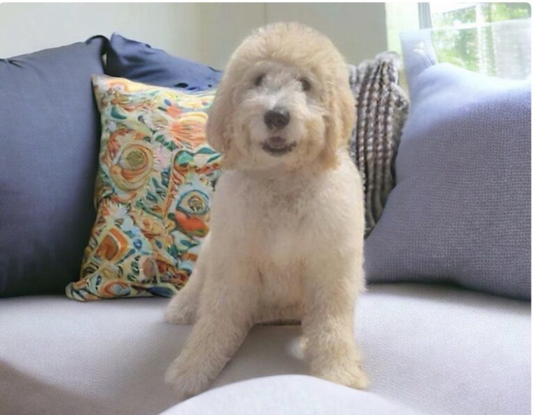 Georgia — F1b Goldendoodle