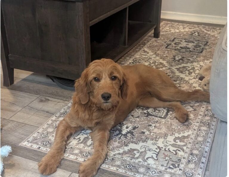 Ali — F1 mini Goldendoodle