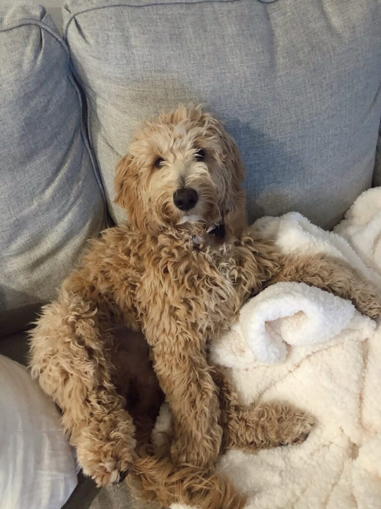 Adult apricot Goldendoodle relaxing on a family couch