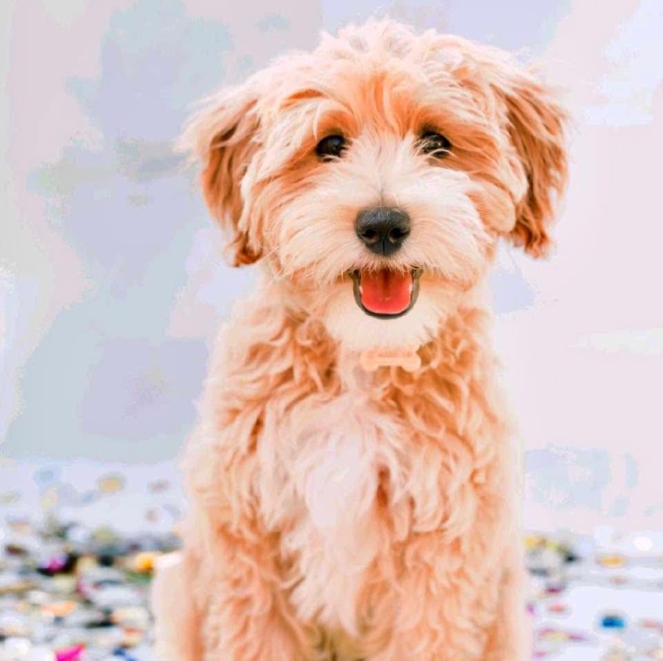 Cream Goldendoodle smiling at the camera