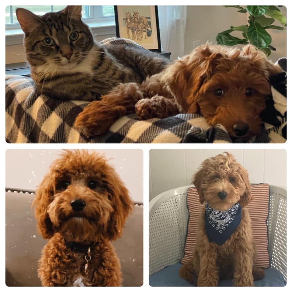 Male vs Female Mini Goldendoodle: Which Is Right for Your Family? 1 Michigan Doodles Goldendoodles at home with their families, including one resting beside the family cat