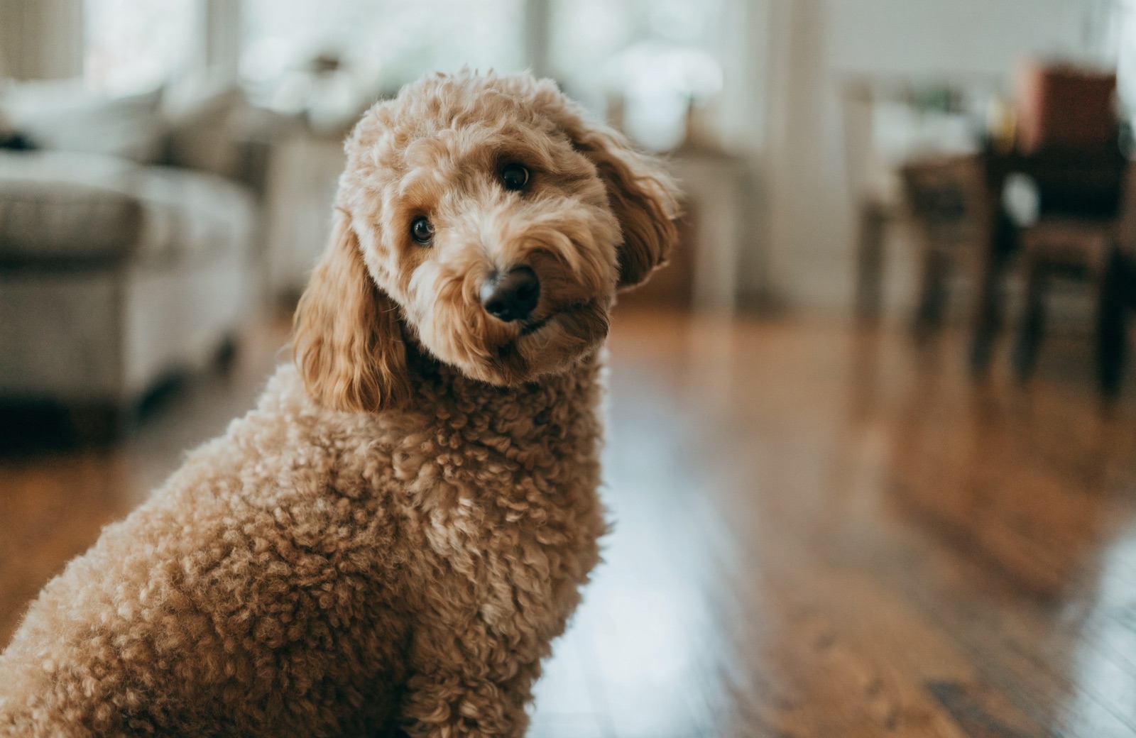 A mini Goldendoodle tilting its head at home
