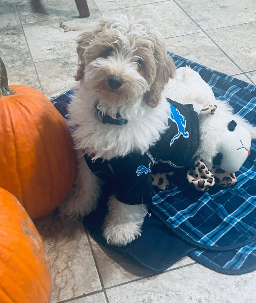 Goldendoodle puppy wearing a football jersey, sitting beside pumpkins