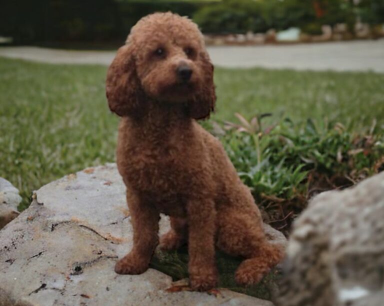 Jack — AKC Miniature Poodle