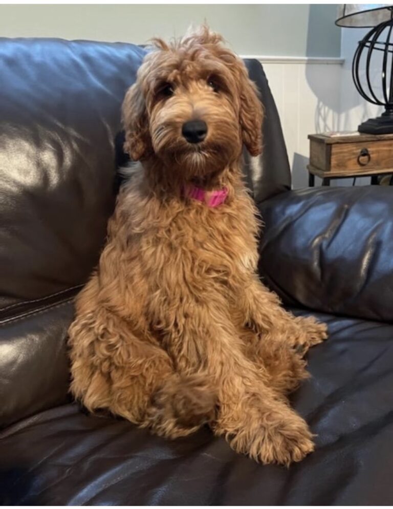 Mazy — F1b mini Goldendoodle