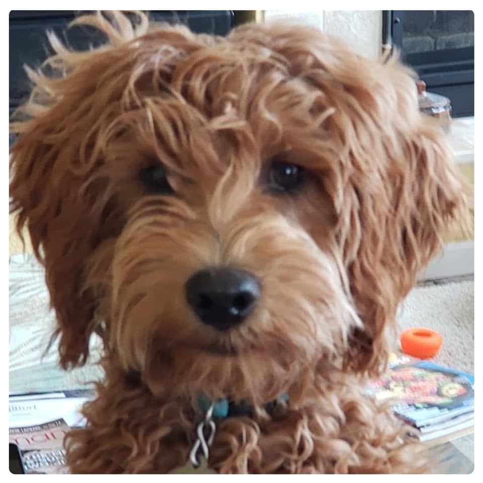 Close-up portrait of a red Goldendoodle indoors