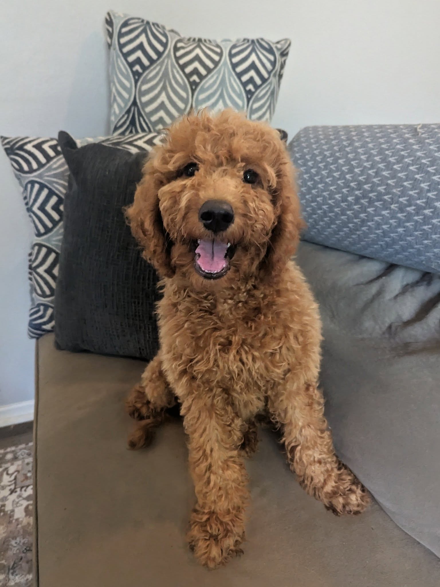 Red Goldendoodle sitting happily on a couch