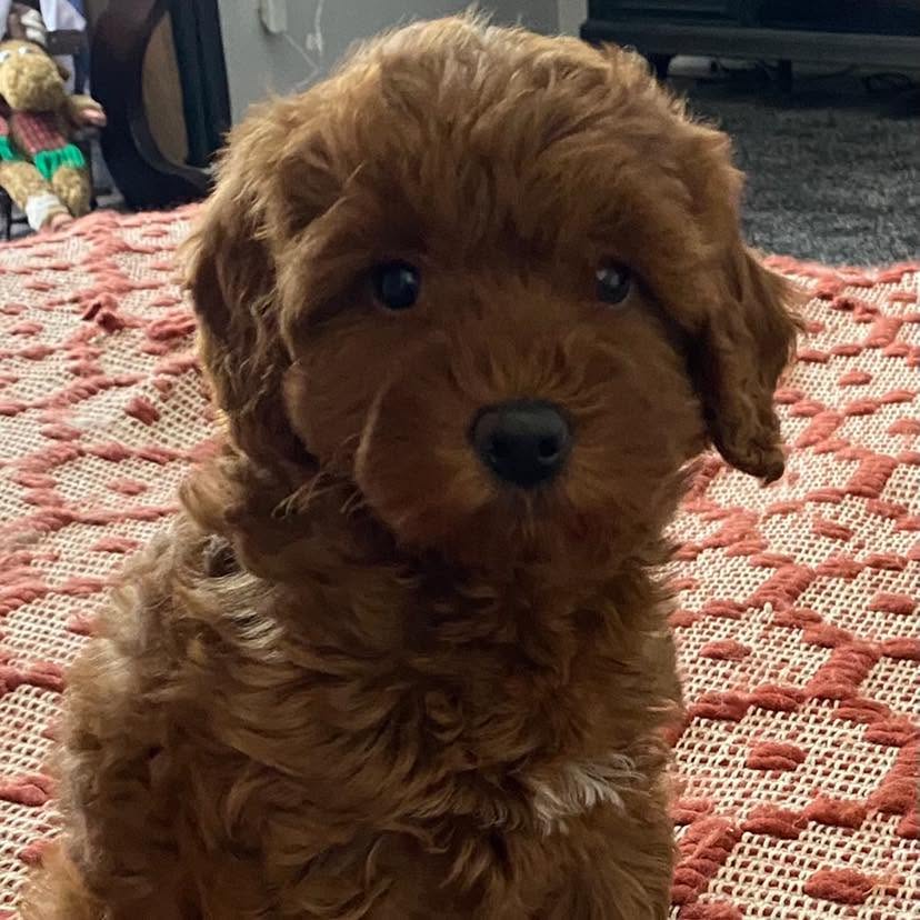 Potty Training a Mini Goldendoodle Puppy: A Michigan Owner's Guide 1 Red Mini Goldendoodle puppy sitting on a rug indoors