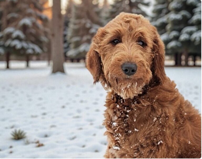 Ruby — F1 Goldendoodle