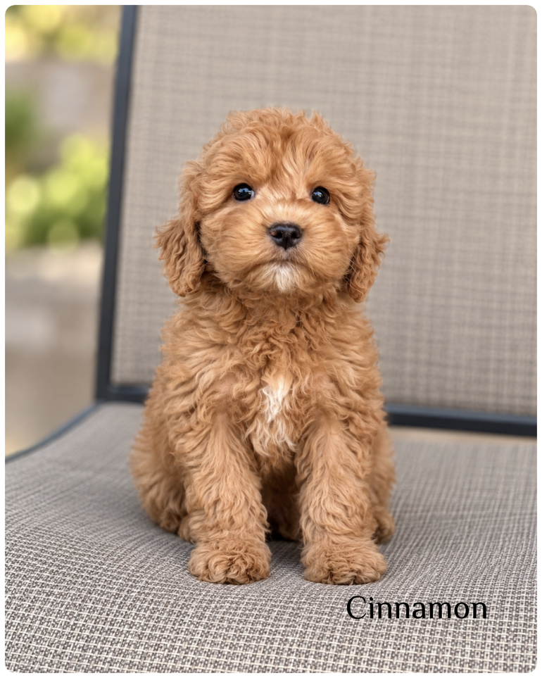 Cinnamon — F1b Mini Goldendoodle