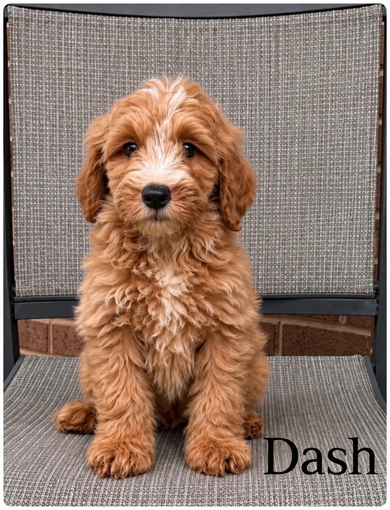 Dash — F1b Mini Goldendoodle