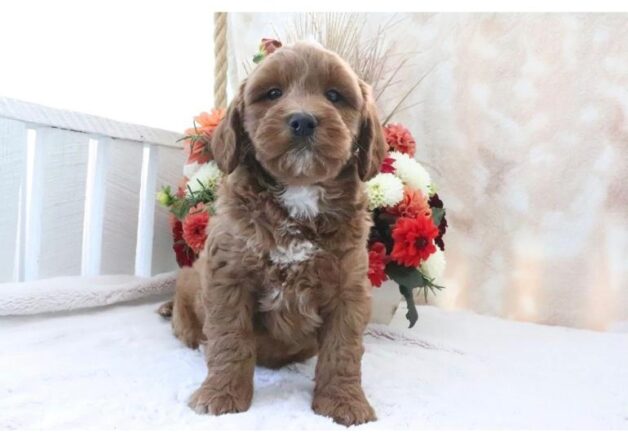 Jax — F1b Medium Goldendoodle