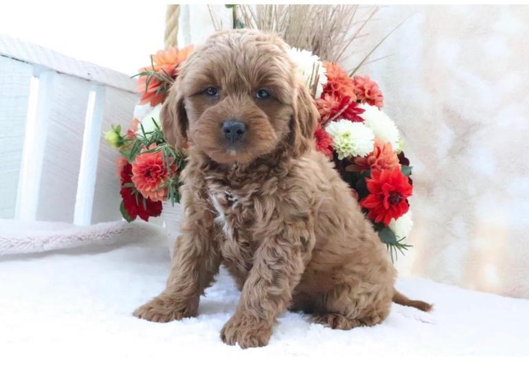 Jemma — F1b Mini Goldendoodle