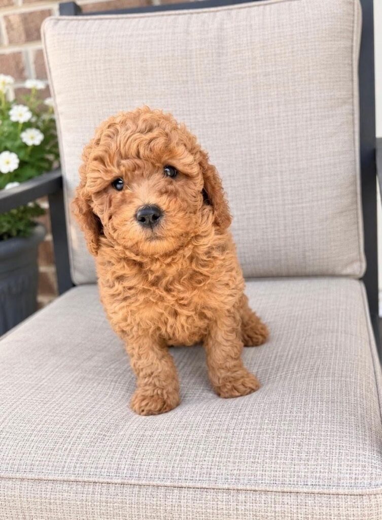 Lance — F1b Mini Goldendoodle