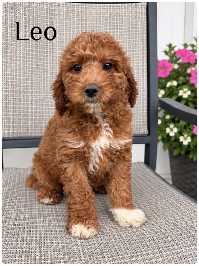 Leo — F1b Mini Goldendoodle