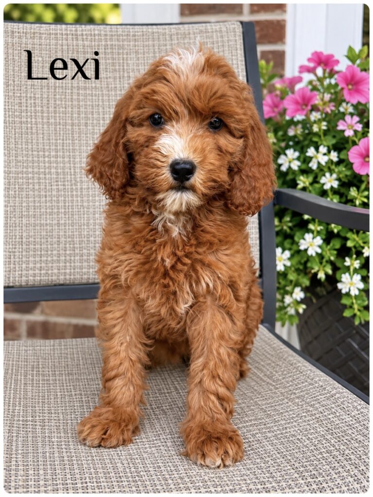 Lexi — F1b Mini Goldendoodle