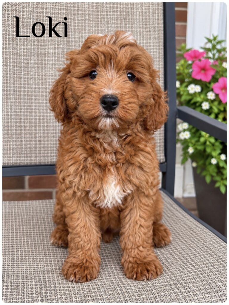 Loki — F1b Mini Goldendoodle