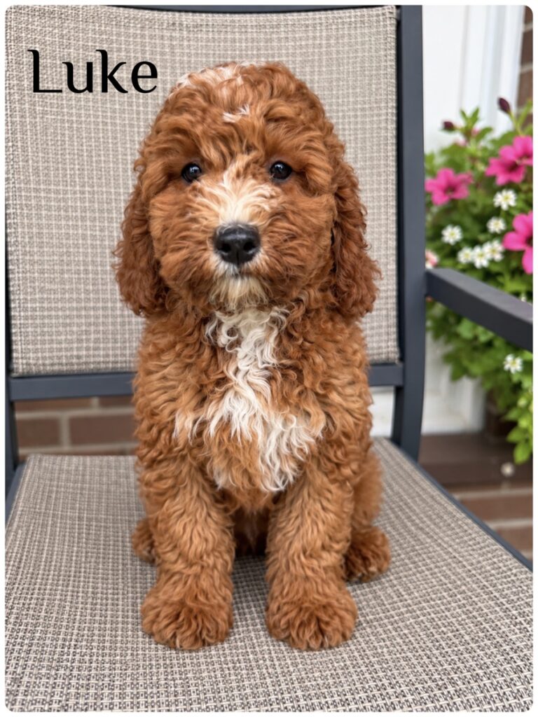 Luke — F1b Medium Goldendoodle
