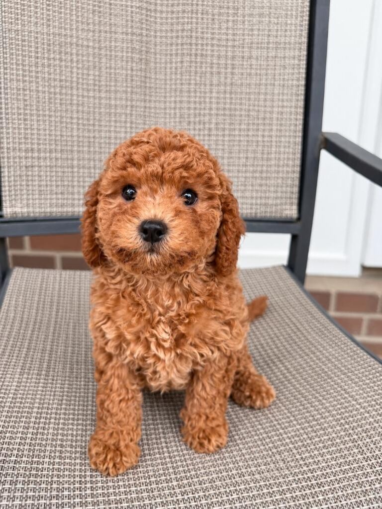 Lulu — F1b Mini Goldendoodle