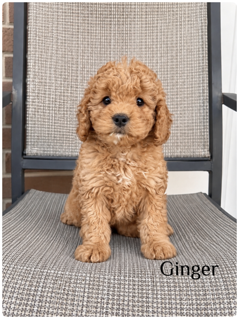 Ginger — F1b Mini Goldendoodle