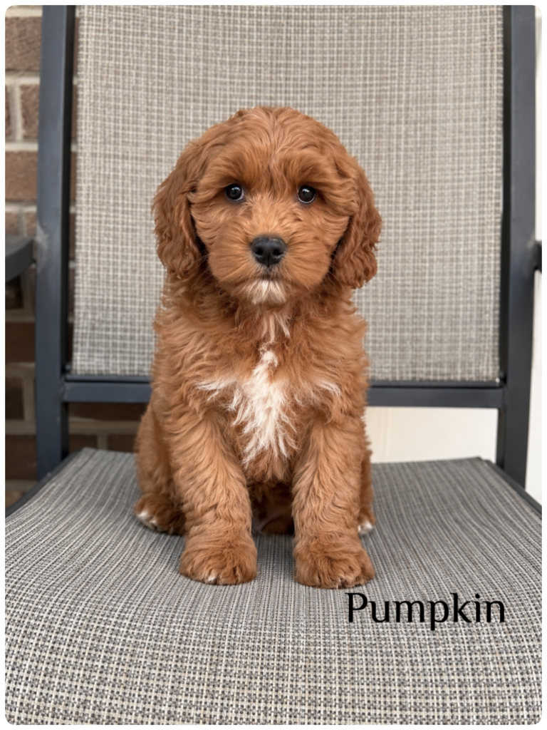 Pumpkin — F1b Medium Goldendoodle
