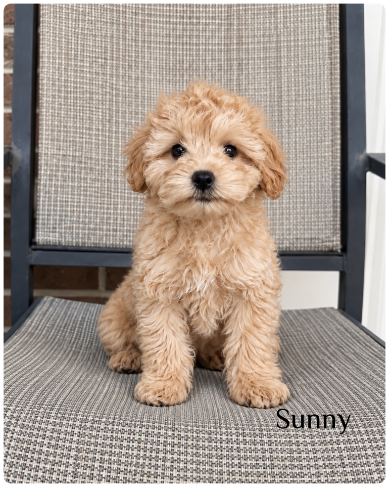 Sunny — F1b Mini Goldendoodle